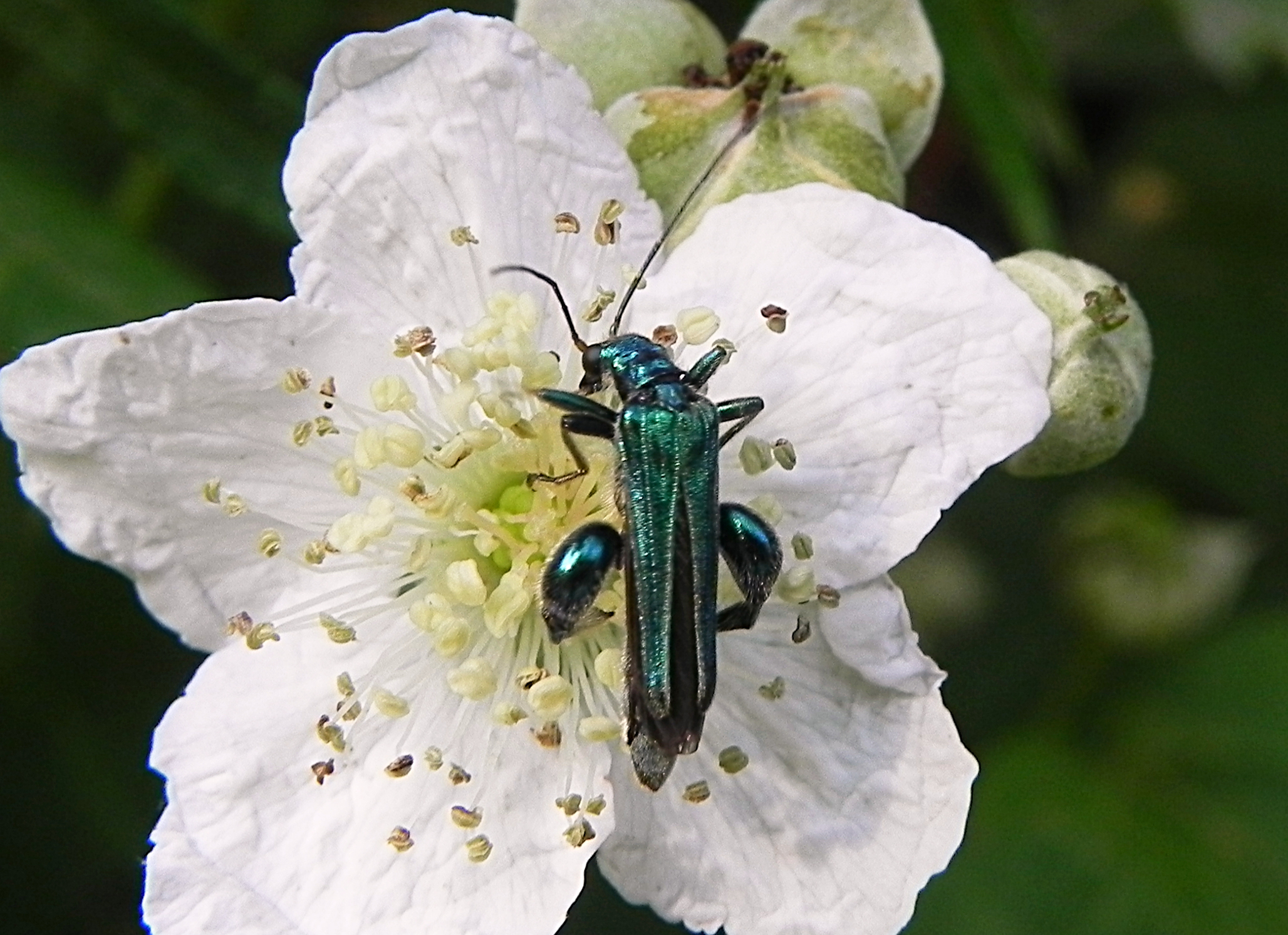 fam. Oedemeridae,. Italia, Brescia, 1 Jun 2014. Provided by Paolo to children for didactics, but not shot with them.